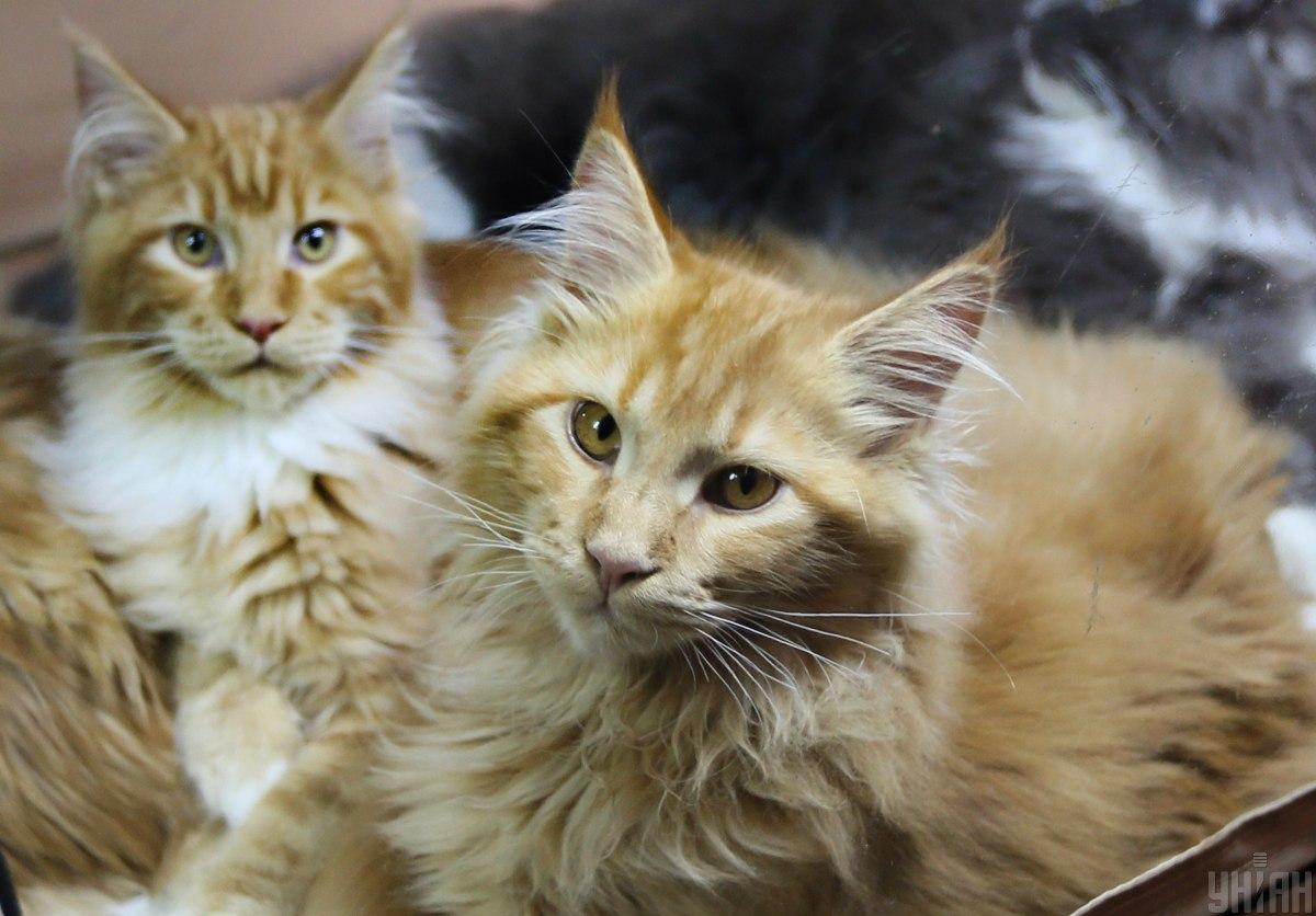 Коли кішка відчуває небезпеку, вона вказує про це своєю поведінкою / фото УНІАН Коли кішка відчуває небезпеку, вона вказує про це своєю поведінкою / фото УНІАН