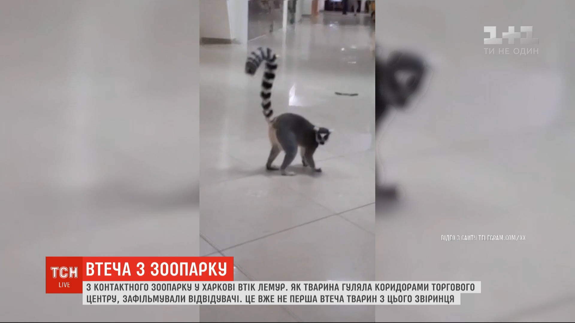 За кілька хвилин хвостатого втікача спіймали / скріншот За кілька хвилин хвостатого втікача спіймали / скріншот