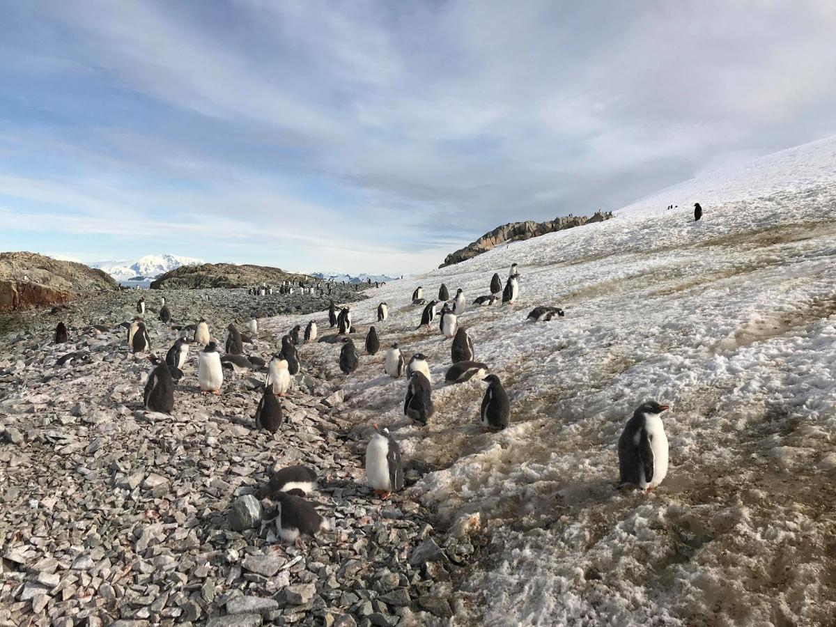 Какие животные обитают возле станции "Академик Вернадский" / facebook.com/AntarcticCenter Какие животные обитают возле станции "Академик Вернадский" / facebook.com/AntarcticCenter