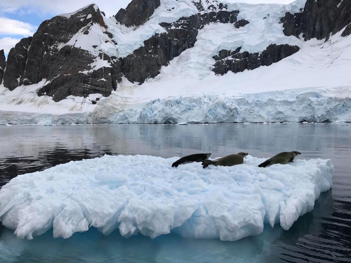 Тюлени-крабоеды / facebook.com/AntarcticCenter Тюлени-крабоеды / facebook.com/AntarcticCenter