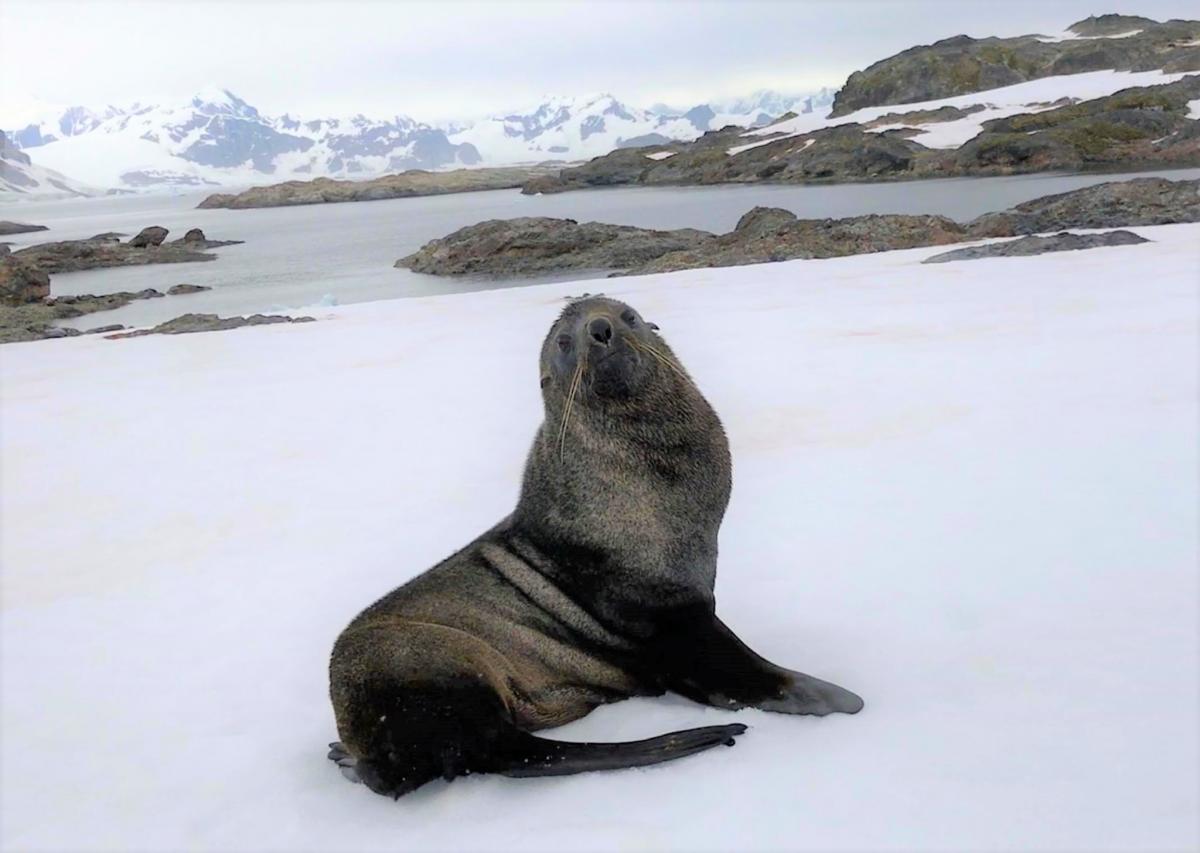 Морской слон / facebook.com/AntarcticCenter Морской слон / facebook.com/AntarcticCenter