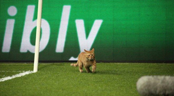 Коти регулярно потрапляють на футбол / фото: Sky Sports Коти регулярно потрапляють на футбол / фото: Sky Sports