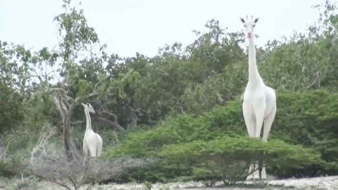 Белые жирафы были впервые обнаружены в Кении в 2016 году / фото: BBC