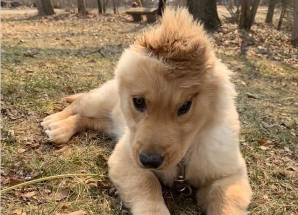 Соцмережі підкорює золотистий ретривер з одним вухом / Фото: instagram.com/goldenunicornrae/ Соцмережі підкорює золотистий ретривер з одним вухом / Фото: instagram.com/goldenunicornrae/