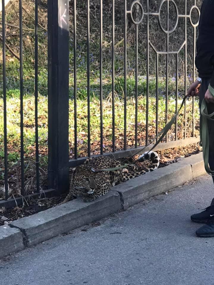 У Києві хлопець вигулював леопарда / фото facebook.com/vladlen.knysh У Києві хлопець вигулював леопарда / фото facebook.com/vladlen.knysh