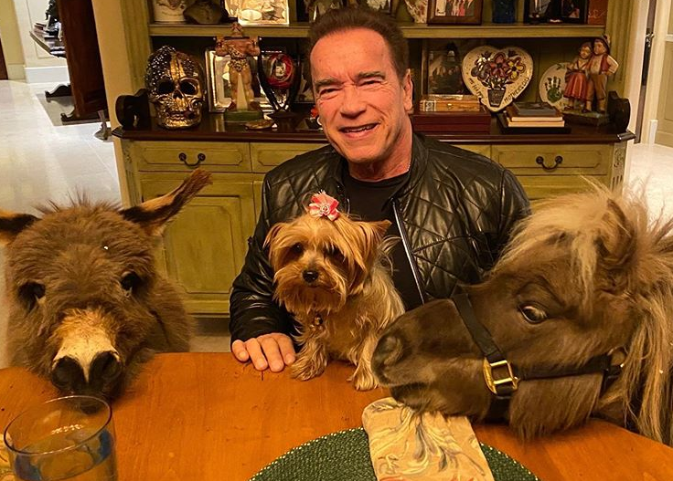 Арнольд Шварценеггер и его домашние животные / instagram.com/schwarzenegger Арнольд Шварценеггер и его домашние животные / instagram.com/schwarzenegger