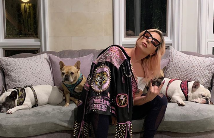 Леді Гага сидить вдома з собаками / instagram.com/ladygaga Леді Гага сидить вдома з собаками / instagram.com/ladygaga
