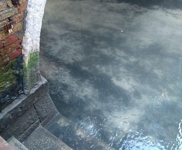 Відсутність туристів позитивно вплинула на якість води у каналах / Фото: eurointegration.com.ua Відсутність туристів позитивно вплинула на якість води у каналах / Фото: eurointegration.com.ua