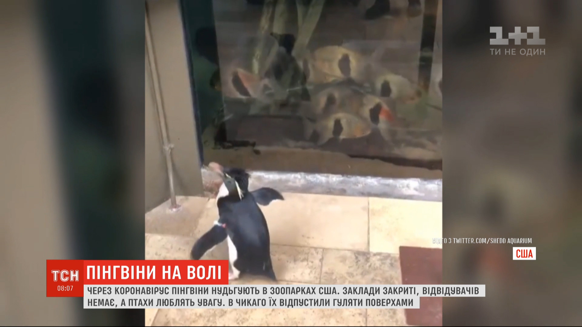 Зоологи обнародовали видео, как пингвины топчутся между аквариумов и с интересом рассматривают там рыбок / скриншот Зоологи обнародовали видео, как пингвины топчутся между аквариумов и с интересом рассматривают там рыбок / скриншот