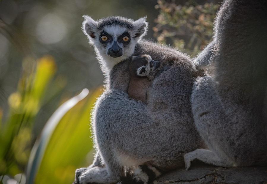 У немовлят вже є характерне лемурове забарвлення \ chesterzoo.org У немовлят вже є характерне лемурове забарвлення \ chesterzoo.org