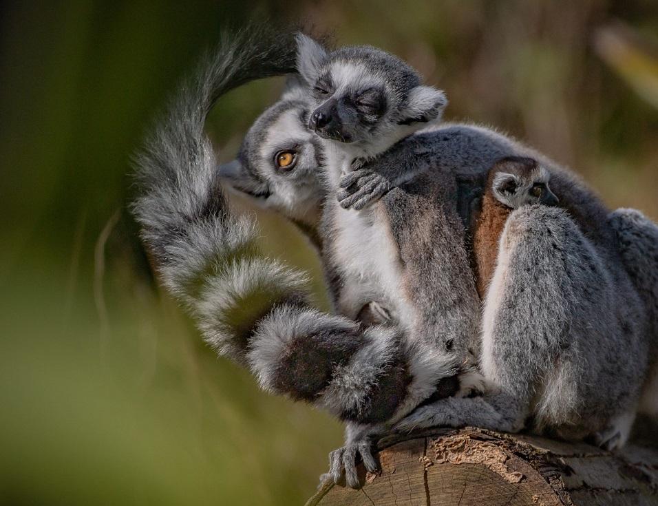 Діти Фіони і Дога народилися 15-сантиметровими \ chesterzoo.org Діти Фіони і Дога народилися 15-сантиметровими \ chesterzoo.org