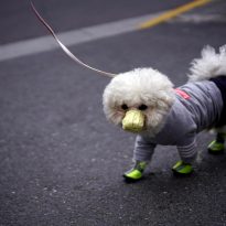 Ukraine bans imports of pets from China after dog in Hong Kong tests positive for coronavirus