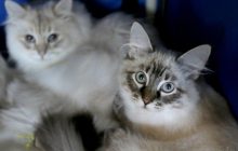Коты могут заражаться коронавирусом друг от друга - исследования