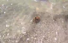 Людские черепа на берегу: жуткую находку на Николаевщине сняли на видео