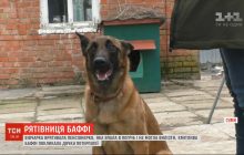Баффи-спасительница: в Сумах овчарка пришла на помощь упавшей в погреб хозяйке (видео)