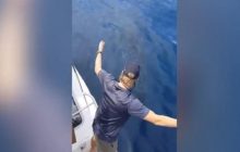 Кадры впечатляют: в Новой Зеландии китовая акула плыла рядом с лодкой туристов (видео)