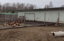 На Киевщине пенсионерку лишили земли и заставили охранять могилу сына - СМИ