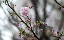В Токио началось рекордно ранее цветение сакуры