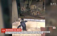 Через коронавірус пінгвінів в океанаріумі Чикаго доводиться спеціально розважати (відео)