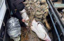 В Одесской области задержаны браконьеры со 150-килограммовой краснокнижной белугой (фото)