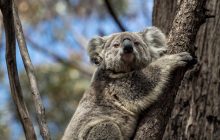 В Австралии спасенных коал начали выпускать обратно в эвкалиптовые леса (фоторепортаж)