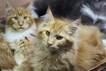 8 крупных пород кошек, в которые вы влюбитесь с первого взгляда