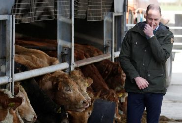 Визит принца Уильяма и Кейт Миддлтон на ферму