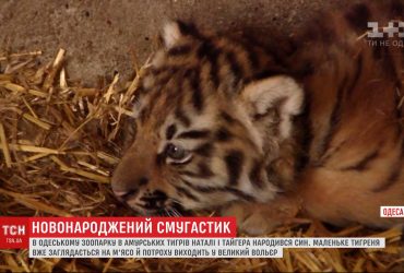 В Одесском зоопарке радуются новорожденному малышу тигра