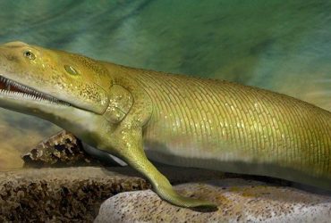 У Канаді знайшли стародавню рибу з пальцями