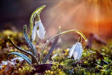 День Теплого Олекси: історія, прикмети та що прийнято робити у це свято