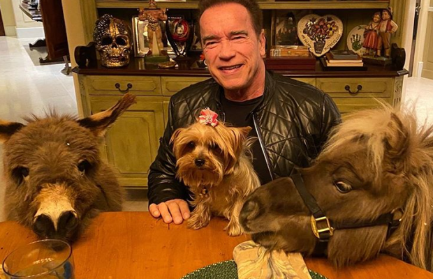 Шварценеггер показав своєму песику, як мити руки: "тепер, ти не заразишся" (відео)