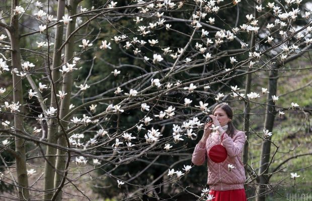 В киевском ботсаду первые магнолии: удержались ли горожане от соблазна в карантин (фоторепортаж)