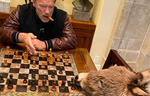 Арнольд Шварценеггер на карантине учит играть в шахматы свою ослицу Лулу (фото, видео)