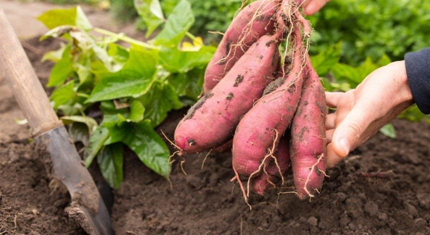 Що таке батат і як його їсти