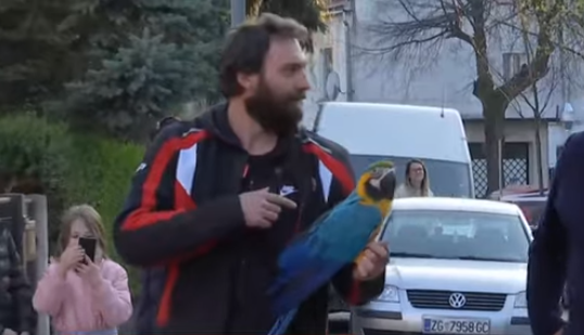 Попугай сбежал из дома / скриншот видео ТСН Попугай сбежал из дома / скриншот видео ТСН