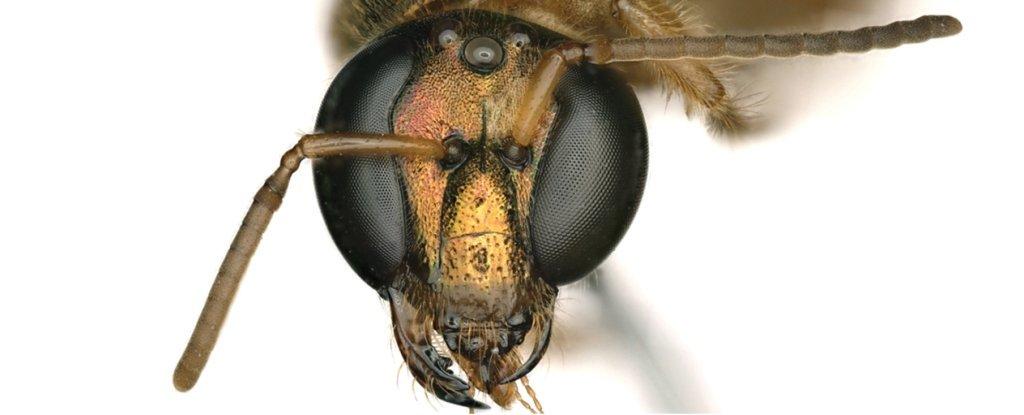 Комаха має жіночі й чоловічі статтеві ознаки / Фото: Krichilsky et al., J. Hymenopt. Res Комаха має жіночі й чоловічі статтеві ознаки / Фото: Krichilsky et al., J. Hymenopt. Res