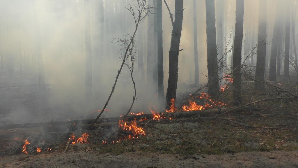 У низці областей України ймовірні лісові пожежі / фото ДСНС