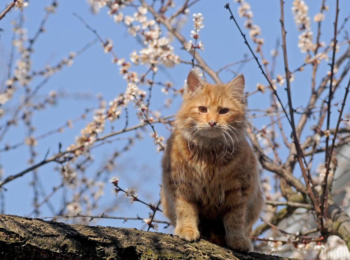 Кішки відчувають негативну енергію в будинку / фото УНІАН Кішки відчувають негативну енергію в будинку / фото УНІАН