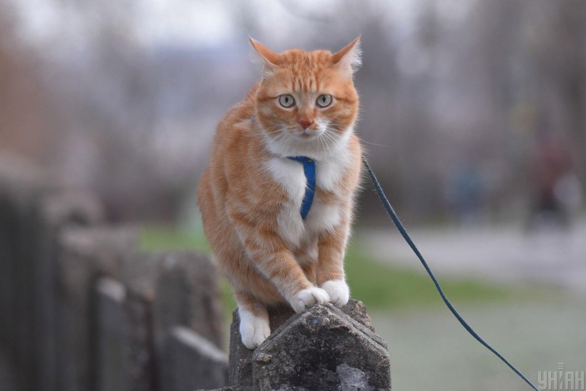 Гулять на поводке - одна из вещей, которой можно научить почти любого кота / Фото УНИАН Гулять на поводке - одна из вещей, которой можно научить почти любого кота / Фото УНИАН