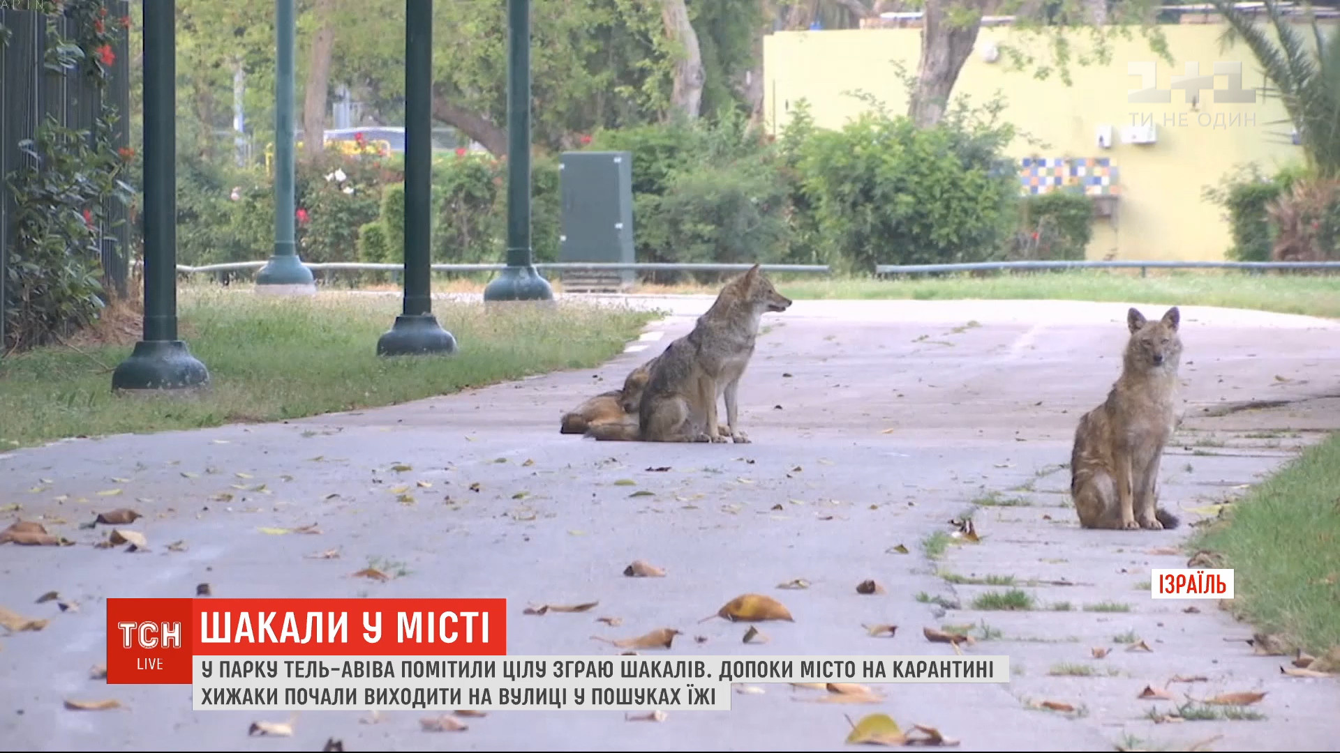 Хижаки приходять підвечір у пошуках їжі / скріншот Хижаки приходять підвечір у пошуках їжі / скріншот
