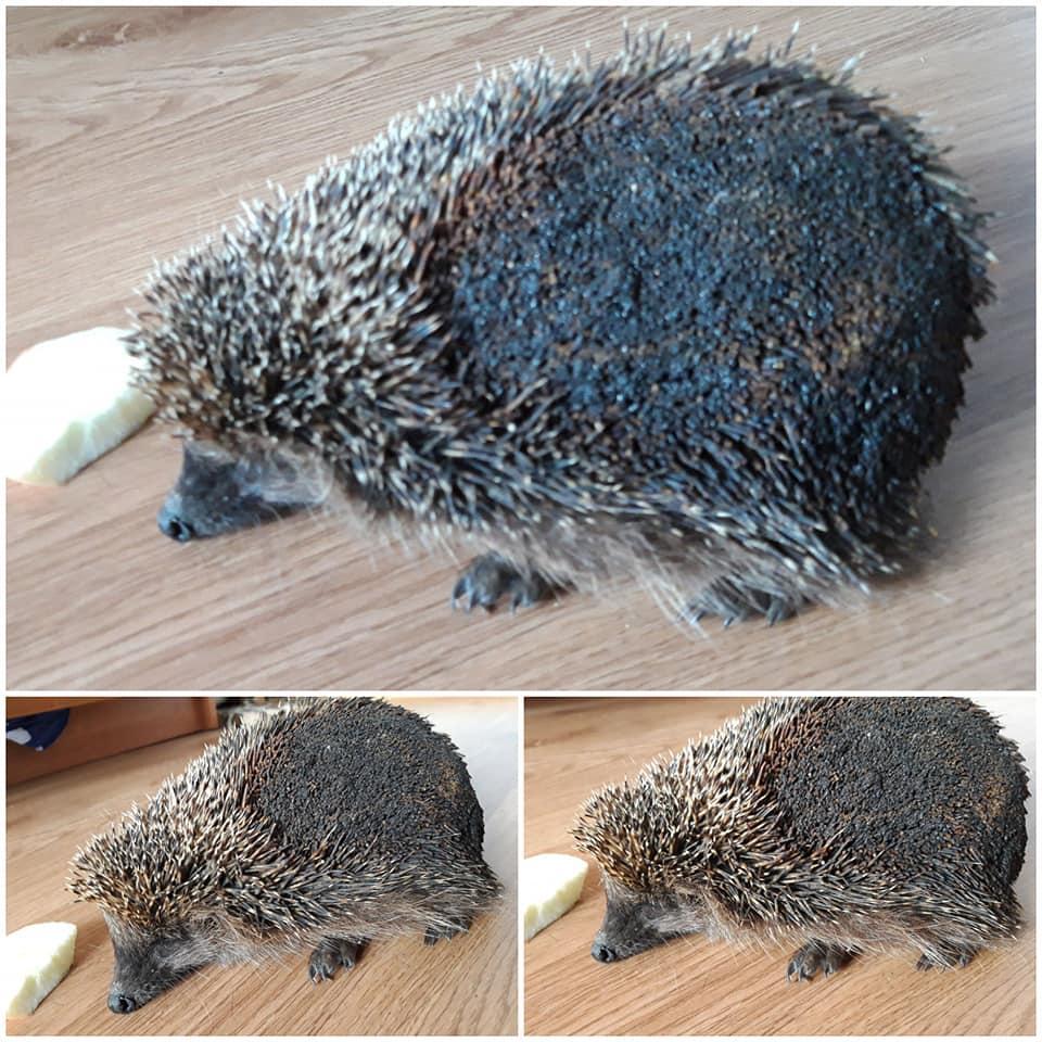Їжак, який постраждав від спалювання трави / фото UAnimals Їжак, який постраждав від спалювання трави / фото UAnimals