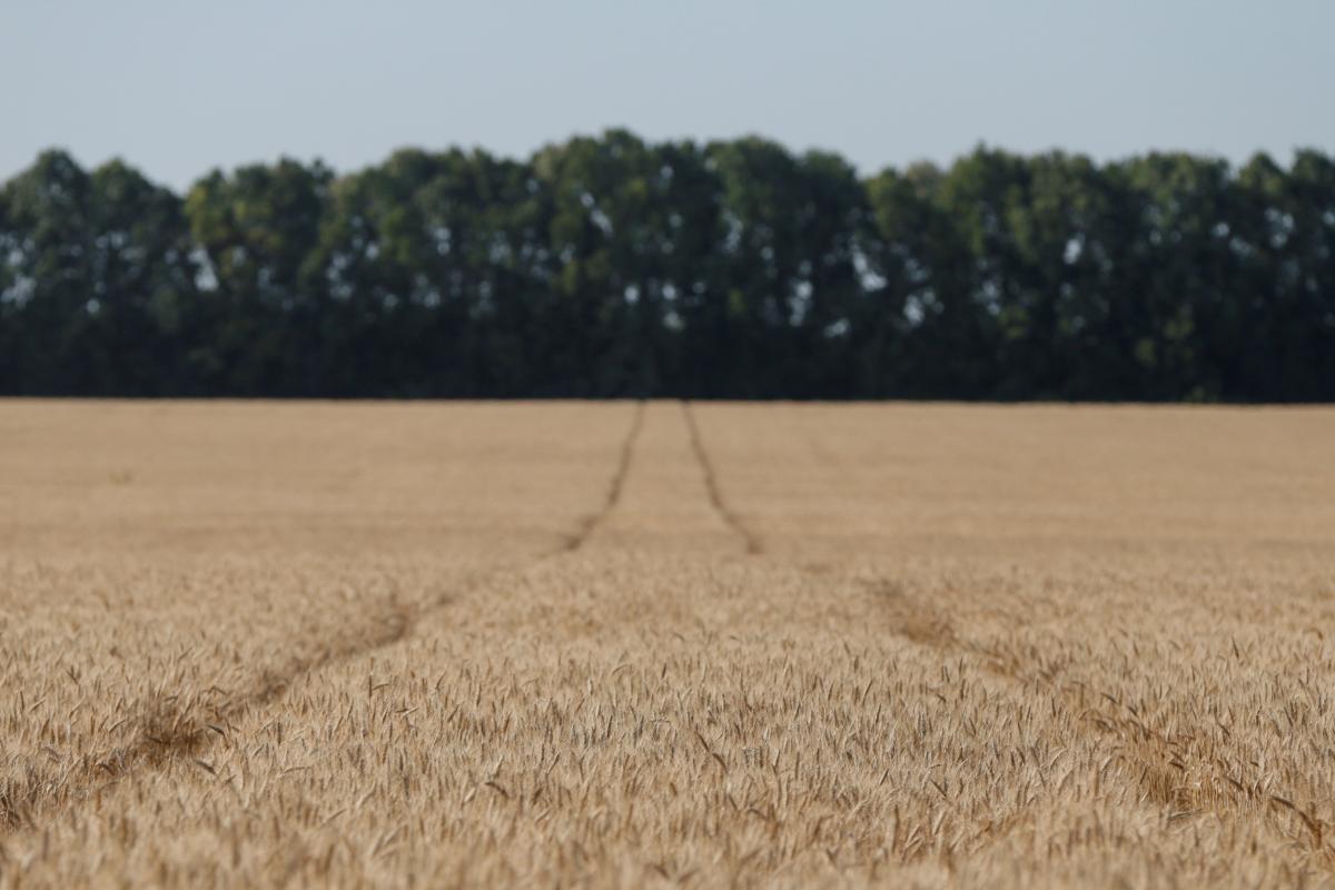 10 областей змінили площі посіву ярої пшениці / Ілюстрація REUTERS