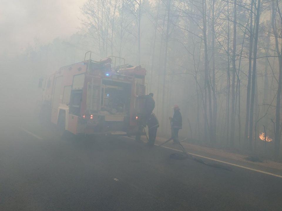На Житомирщині горить лісова підстилка / Фото: ДСНС На Житомирщині горить лісова підстилка / Фото: ДСНС