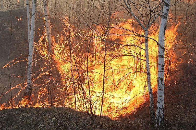 В Житомирской области вспыхнул новый лесной пожар / фото zt-lis.gov.ua