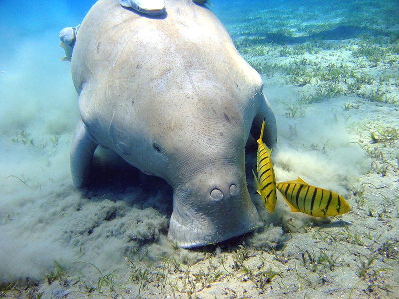 Доросла морська корова, або дюгонь / Фото en.wikipedia.org Доросла морська корова, або дюгонь / Фото en.wikipedia.org