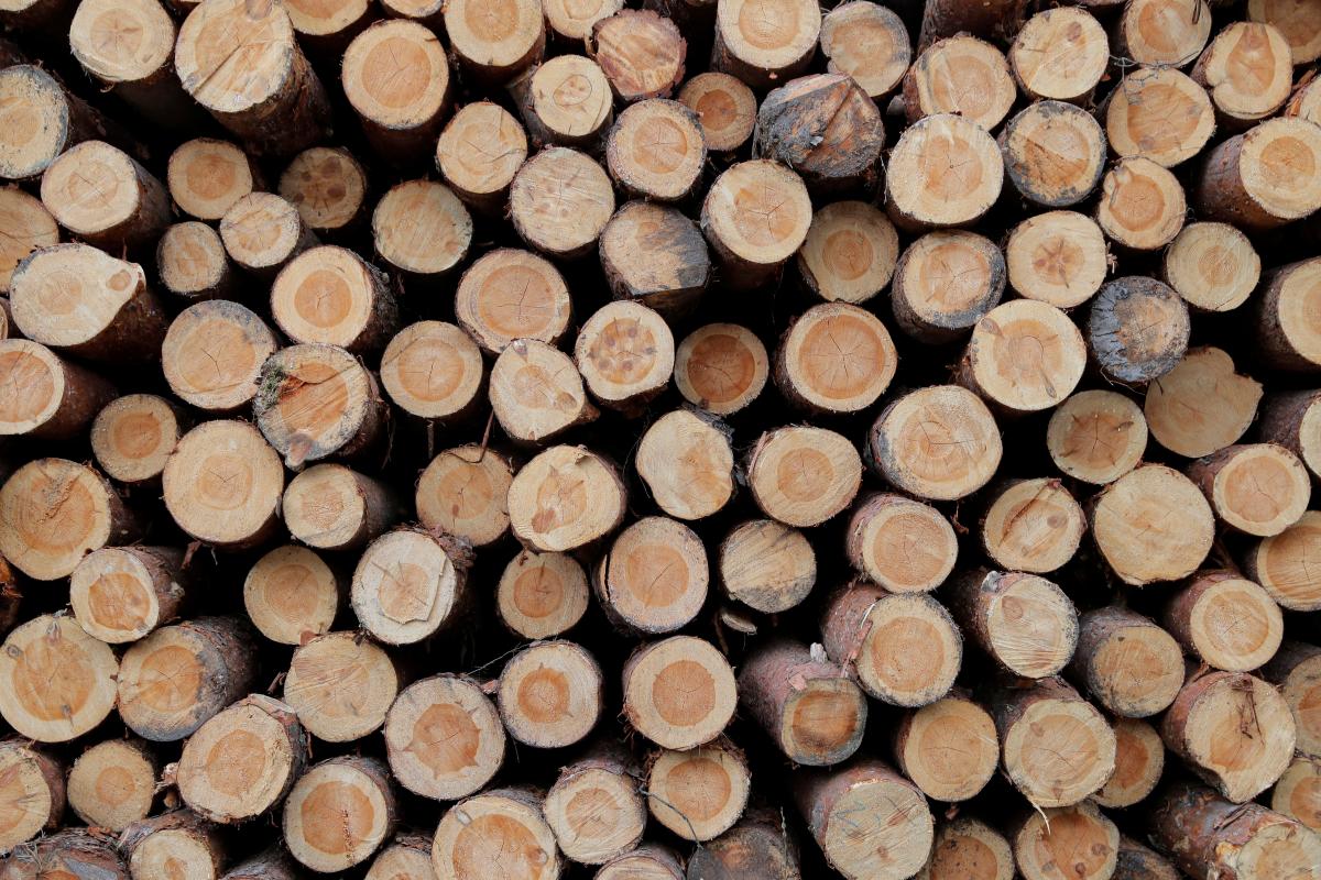 В Украине рекордно подорожали дрова / фото REUTERS