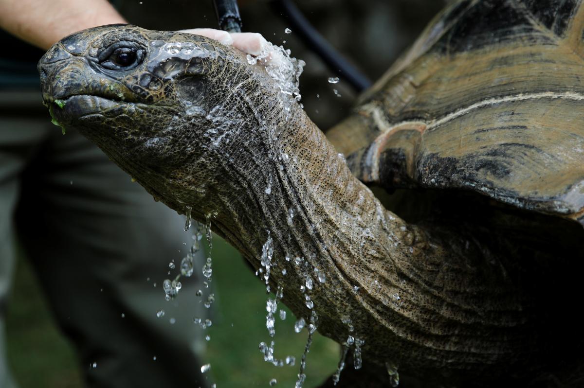 Могут ли черепахи полностью прятать голову в панцирь и для чего он им: ответ не простой Могут ли черепахи полностью прятать голову в панцирь и для чего он им: ответ не простой