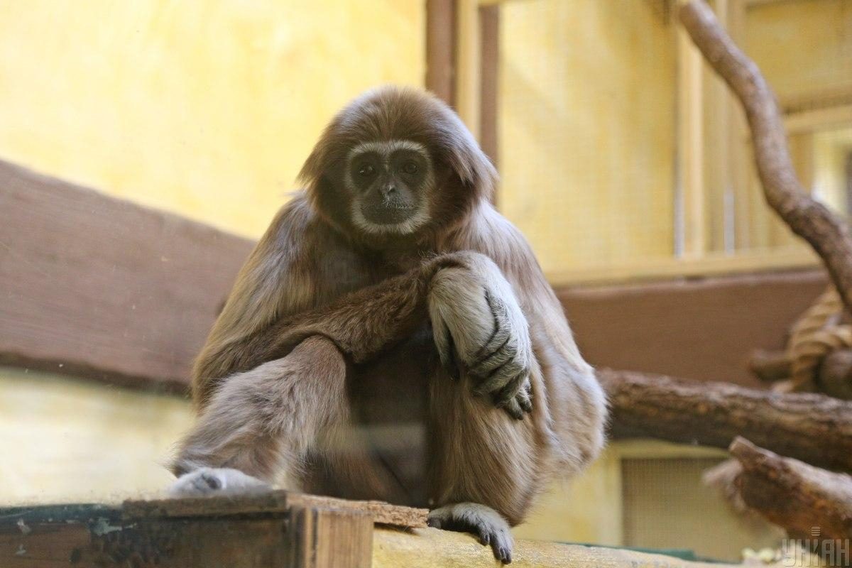 Фото Карантин в зоопарке 12 месяцев 10 апреля 2020