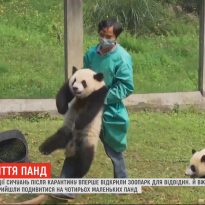 Сотни китайцев пришли в зоопарк, чтобы посмотреть на четырех маленьких панд (видео)
