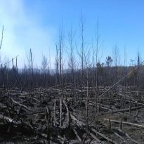 Задымленность в Киеве из-за пожара в Чернобыльской зоне продлится еще несколько дней – ГСЧС
